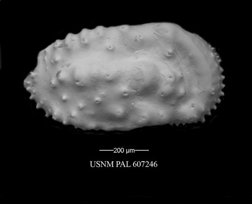 Actinocythereis texana (Stadnichenko, 1927)