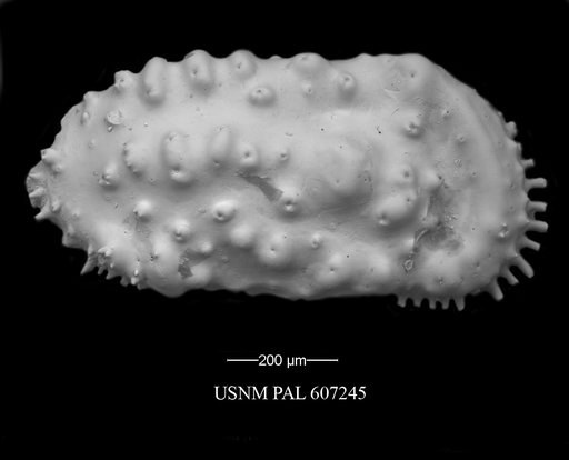 Actinocythereis texana (Stadnichenko, 1927)