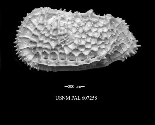 Agrenocythere hazeli (Van Den Bold, 1946)
