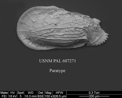 Ambocythere tomocaudata Yasuhara et al., 2015