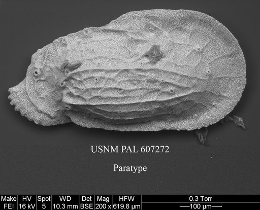 Ambocythere tomocaudata Yasuhara et al., 2015