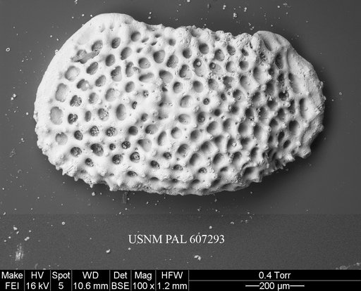 Anebocythereis reticulata (Guernet, 1985)
