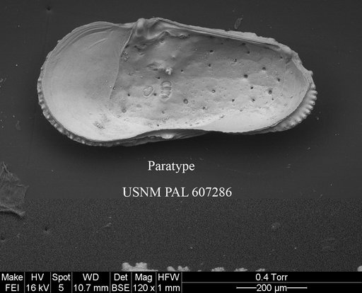 Ambocythere hyakunome Yasuhara et al., 2015