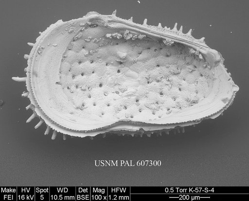 Anebocythereis hostizea (Hornibrook, 1952)