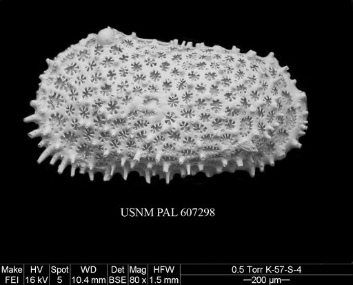 Anebocythereis hostizea (Hornibrook, 1952)