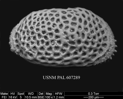 Anebocythereis reticulata (Guernet, 1985)