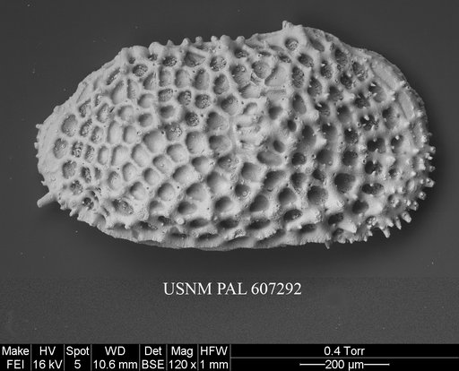 Anebocythereis reticulata (Guernet, 1985)