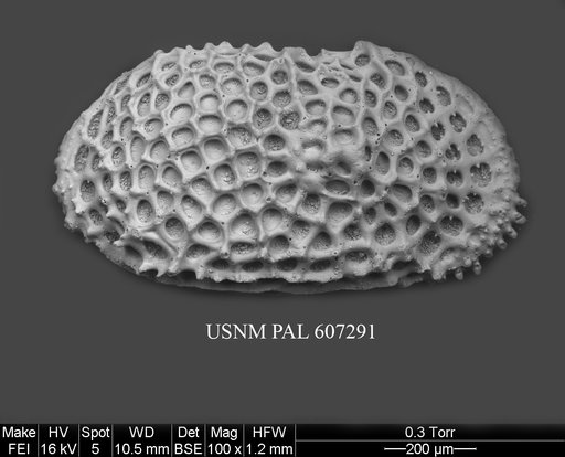 Anebocythereis reticulata (Guernet, 1985)