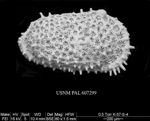 Anebocythereis hostizea (Hornibrook, 1952)