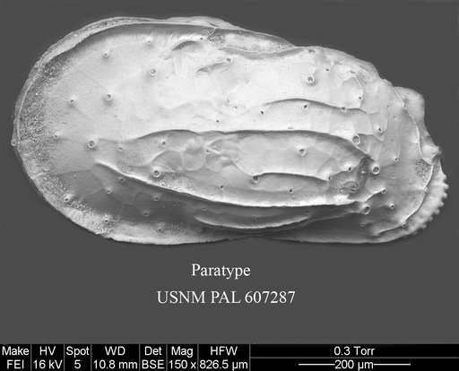 Ambocythere hyakunome Yasuhara et al., 2015