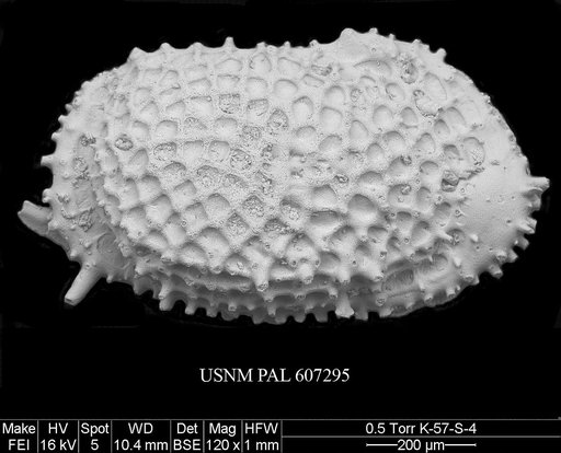 Marwickcythereis marwicki (Hornibrook, 1952)