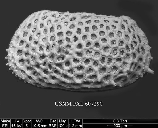 Anebocythereis reticulata (Guernet, 1985)