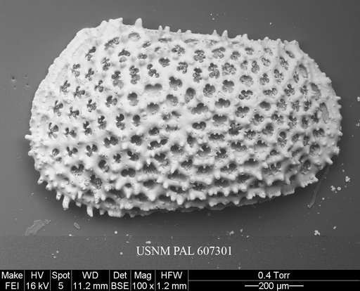 Anebocythereis reticulata (Guernet, 1985)