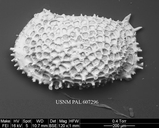 Marwickcythereis marwicki (Hornibrook, 1952)