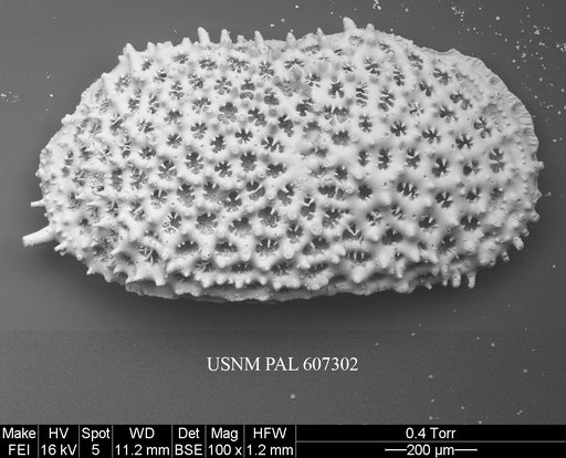 Anebocythereis reticulata (Guernet, 1985)