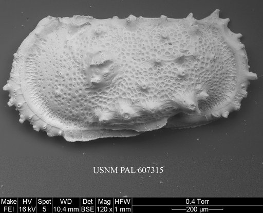 Atlanticythere maestrichtia Benson in Supko & Perch-Nielsen Et Al, 1977