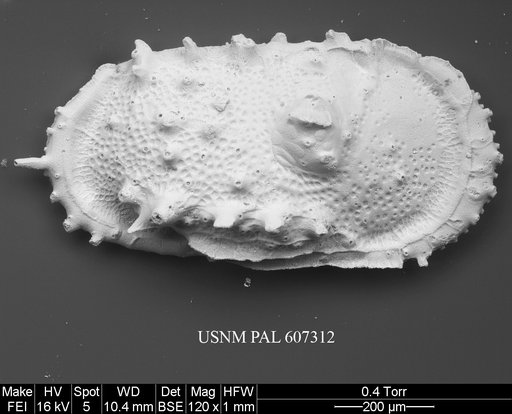 Atlanticythere maestrichtia Benson in Supko & Perch-Nielsen Et Al, 1977