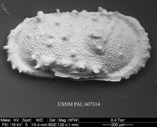 Atlanticythere maestrichtia Benson in Supko & Perch-Nielsen Et Al, 1977