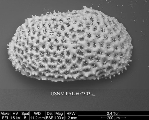 Anebocythereis reticulata (Guernet, 1985)