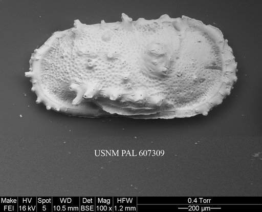 Atlanticythere maestrichtia Benson in Supko & Perch-Nielsen Et Al, 1977