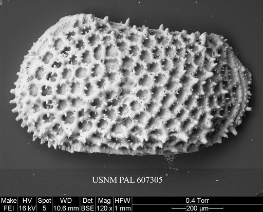 Anebocythereis reticulata (Guernet, 1985)