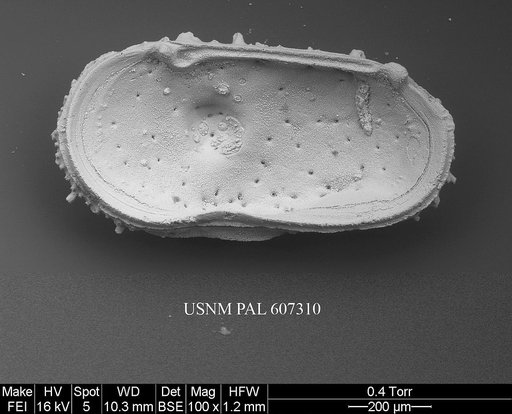 Atlanticythere maestrichtia Benson in Supko & Perch-Nielsen Et Al, 1977