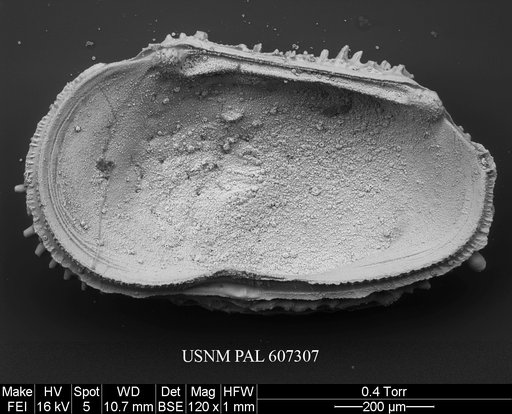 Anebocythereis reticulata (Guernet, 1985)