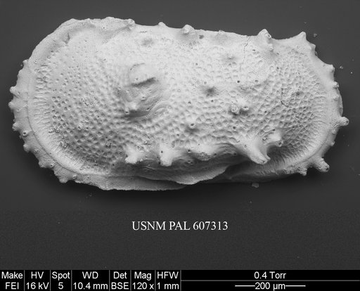 Atlanticythere maestrichtia Benson in Supko & Perch-Nielsen Et Al, 1977