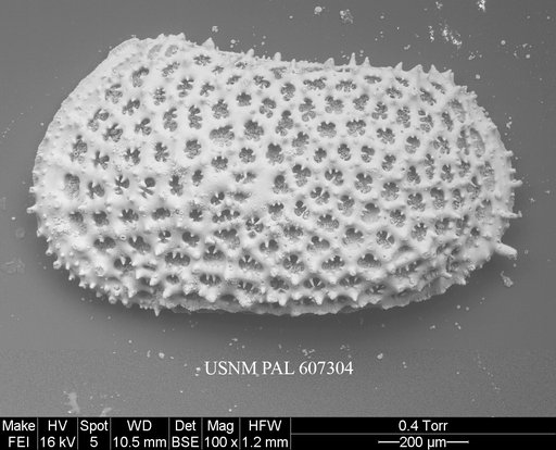 Anebocythereis reticulata (Guernet, 1985)
