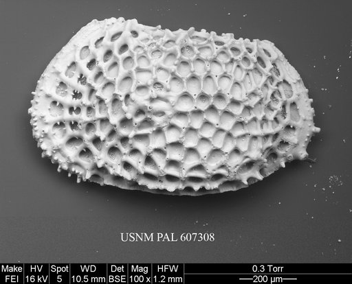 Anebocythereis reticulata (Guernet, 1985)