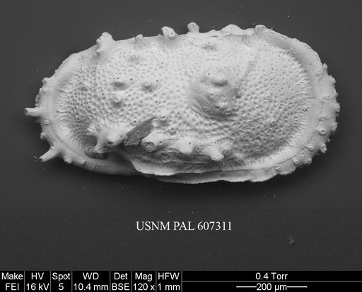 Atlanticythere maestrichtia Benson in Supko & Perch-Nielsen Et Al, 1977