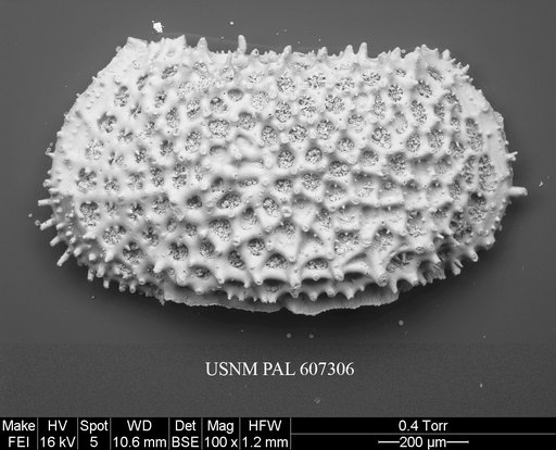 Anebocythereis reticulata (Guernet, 1985)