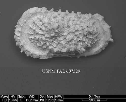 Atlanticythere murareticulata Benson in Supko & Perch-Nielsen Et Al, 1977
