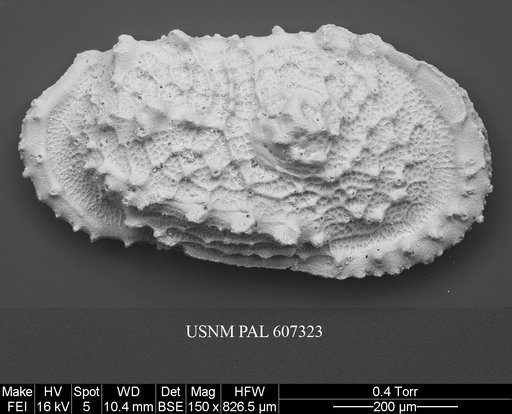 Atlanticythere murareticulata Benson in Supko & Perch-Nielsen Et Al, 1977