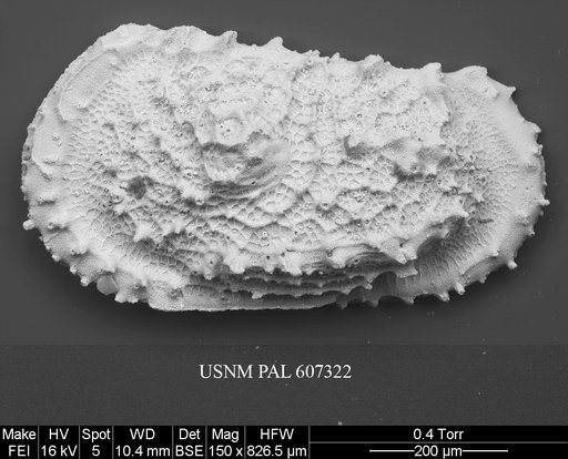 Atlanticythere murareticulata Benson in Supko & Perch-Nielsen Et Al, 1977