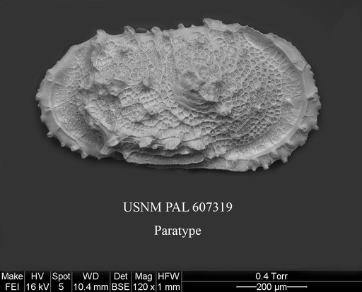 Atlanticythere bensoni Yasuhara et al., 2015