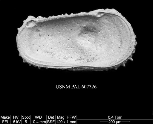 Atlanticythere murareticulata Benson in Supko & Perch-Nielsen Et Al, 1977