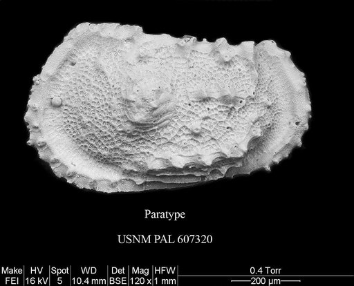 Atlanticythere bensoni Yasuhara et al., 2015