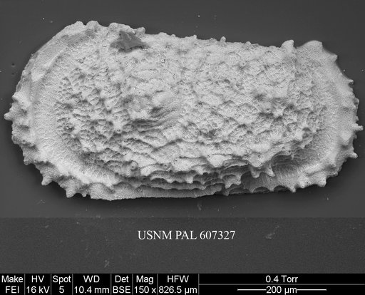 Atlanticythere murareticulata Benson in Supko & Perch-Nielsen Et Al, 1977