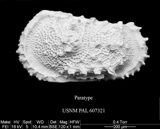 Atlanticythere bensoni Yasuhara et al., 2015