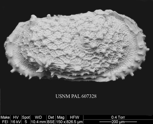 Atlanticythere murareticulata Benson in Supko & Perch-Nielsen Et Al, 1977