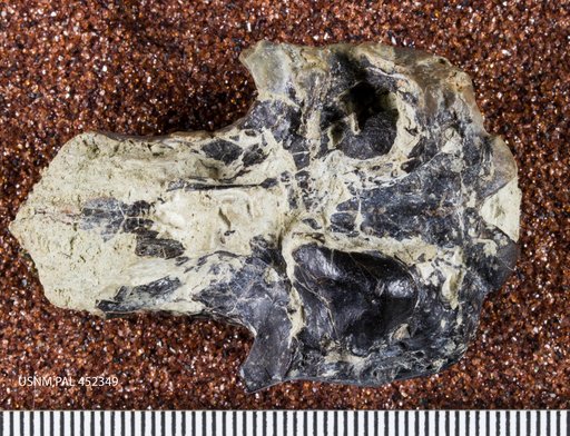 Metacheiromys marshi Wortman