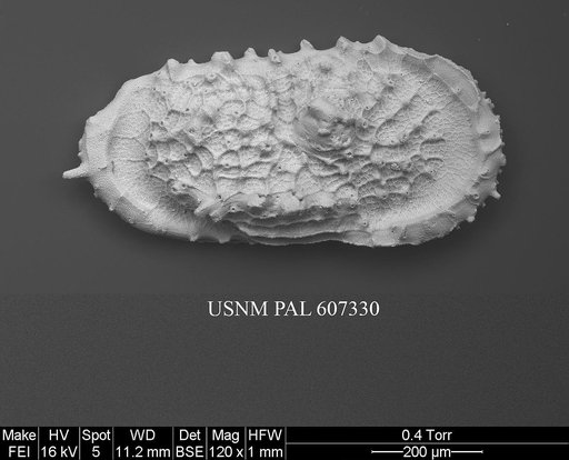 Atlanticythere murareticulata Benson in Supko & Perch-Nielsen Et Al, 1977