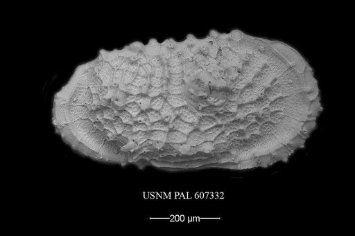 Atlanticythere murareticulata Benson in Supko & Perch-Nielsen Et Al, 1977