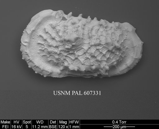 Atlanticythere murareticulata Benson in Supko & Perch-Nielsen Et Al, 1977