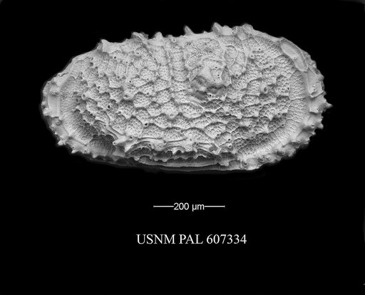 Atlanticythere murareticulata Benson in Supko & Perch-Nielsen Et Al, 1977