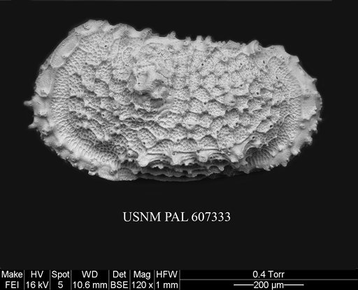 Atlanticythere murareticulata Benson in Supko & Perch-Nielsen Et Al, 1977