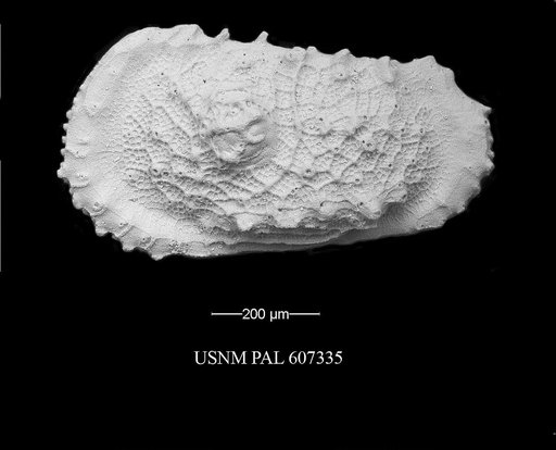 Atlanticythere murareticulata Benson in Supko & Perch-Nielsen Et Al, 1977