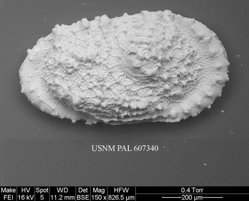 Atlanticythere murareticulata Benson in Supko & Perch-Nielsen Et Al, 1977