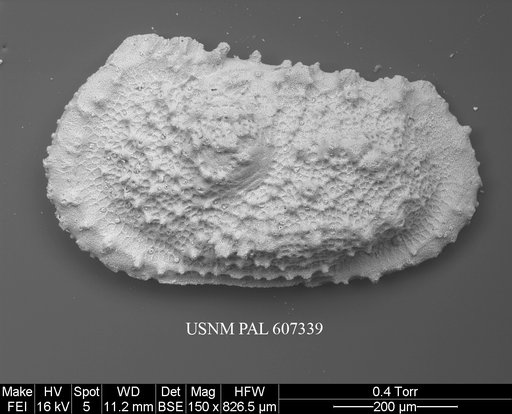Atlanticythere murareticulata Benson in Supko & Perch-Nielsen Et Al, 1977